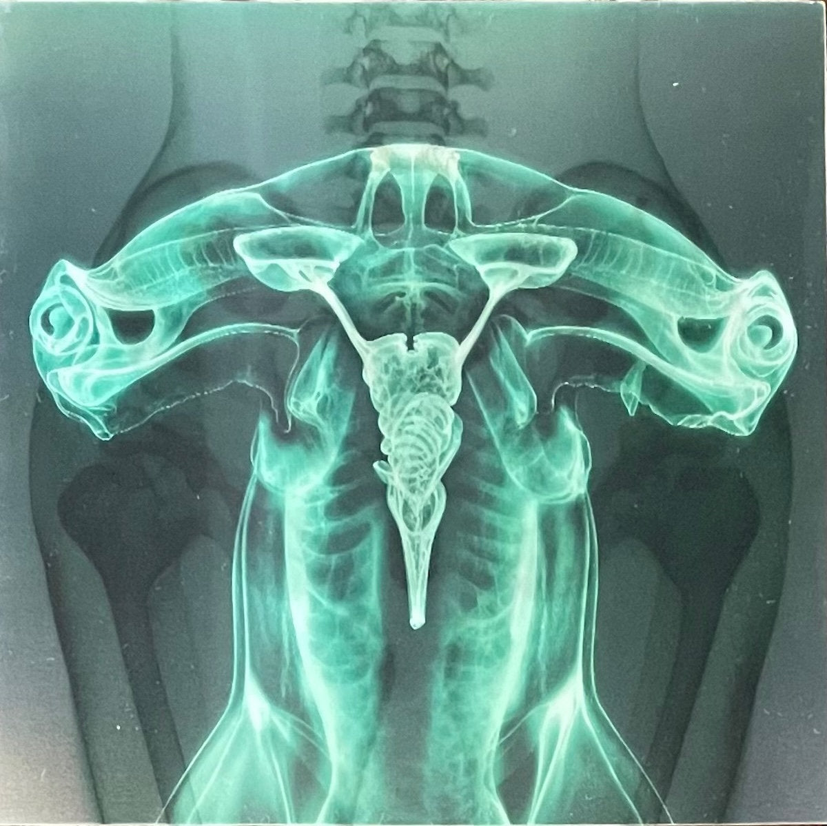 Eartheater and Shygirl - Shark Brain / Dolphin